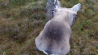 Drone versus eland: een grappig potje tikkertje! 
