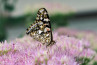 Macrofotografie nader bekeken Vang de details van de Herfst