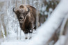 Białowieża: Het oerbos van Europa