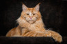 Majestueuze foto's van de Maine Coon