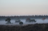 Fotografeer de Hoge Veluwe als nooit tevoren tijdens de Veluwse Fotodag