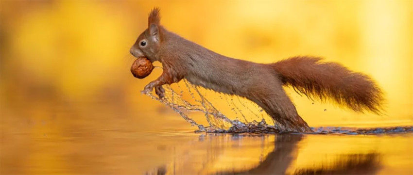 Natuurfotograaf Dick van Duijn opnieuw viraal met foto’s