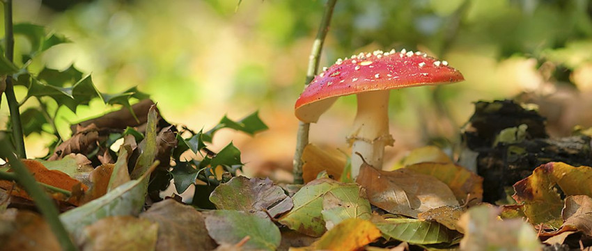 DIGIFOTO Podcast: Herfstfotografie, extreme weersomstandigheden en nog veel meer...