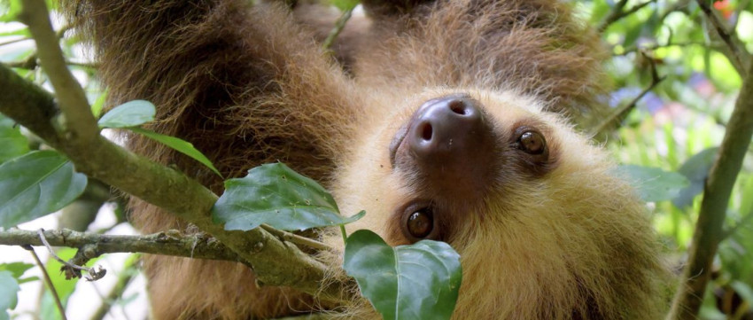 Costa Rica vraagt toeristen te stoppen met het nemen van selfies met wilde dieren