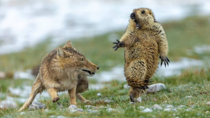 Spannende ontmoeting in natuurfoto wint Wildlife Photographer of the Year-award