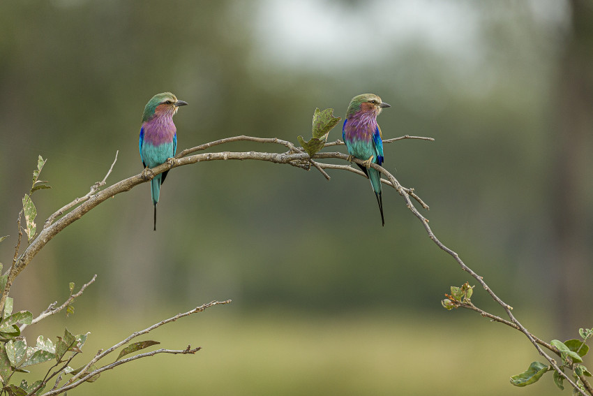 Wildlife-fotografie: dieren fotograferen