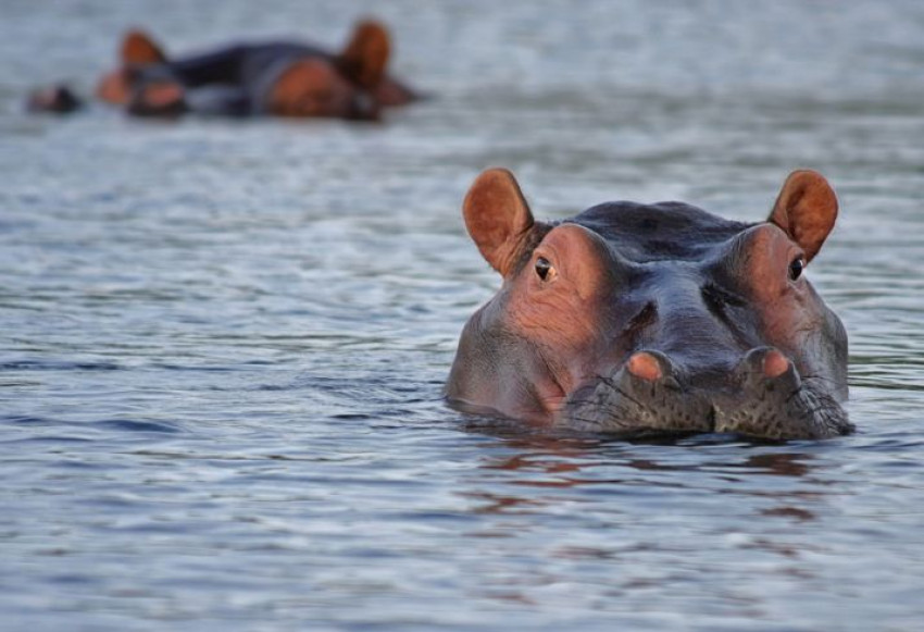 Maandopdracht: Wildlife