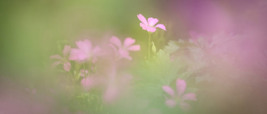 Neem deel aan de masterclass macrofotografie voor gevorderden op Fotofair 2021