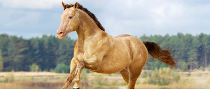 Fotofair 2021 uitgelicht: masterclass paarden in actie door Lisa Dijk