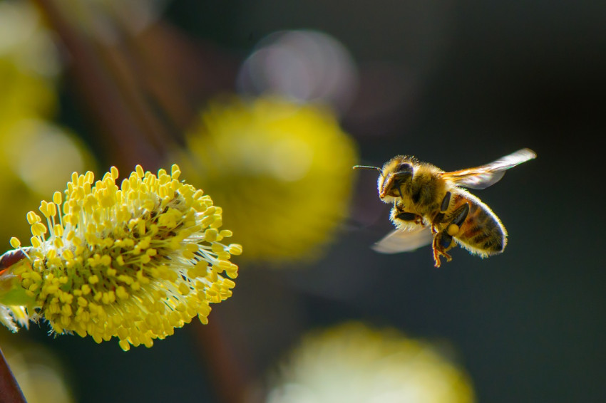 In de spotlight: ‘Bee’ van Daan Wijngaard 