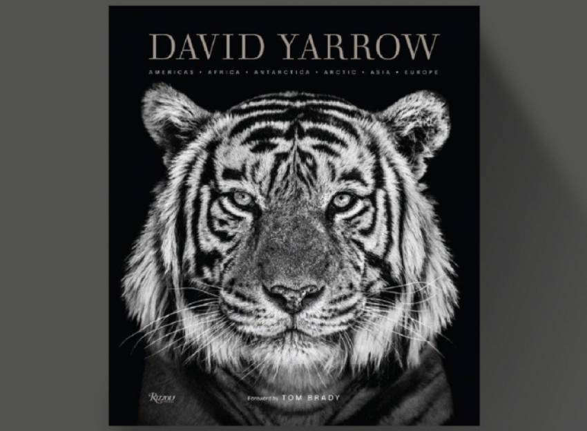 Wildlife fotograaf David Yarrow sinds lange tijd terug in Amsterdam met bijzondere expositie én signeersessies