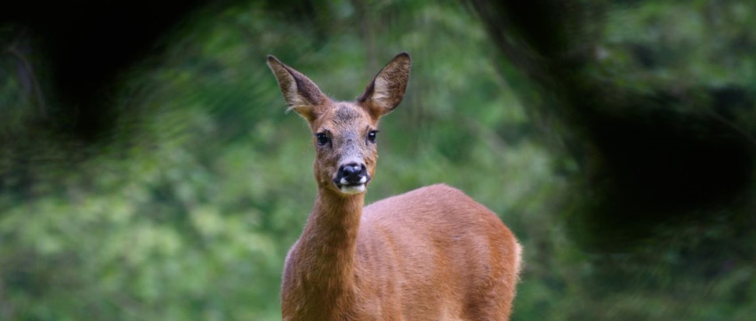 Uitslag maandopdracht wildlife