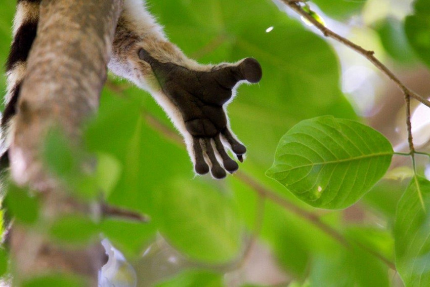 Fotoreis Madagascar - Oog voor detail 