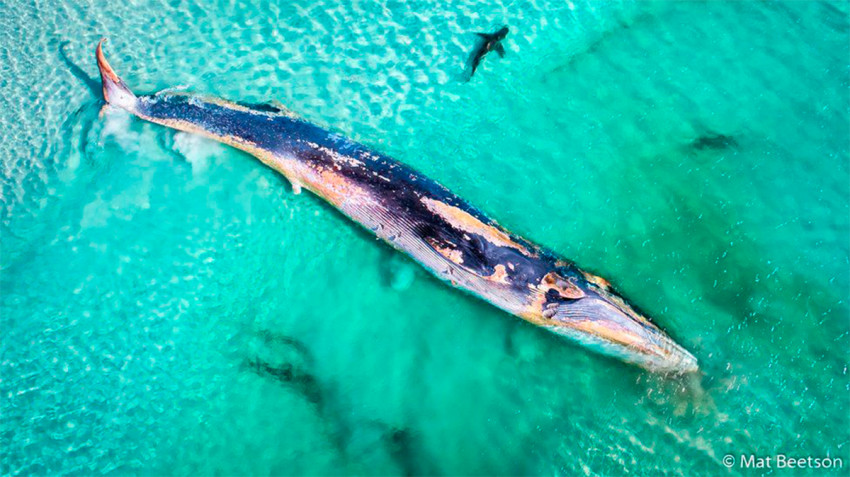 Winnaars fotowedstrijd National Geographic Australië