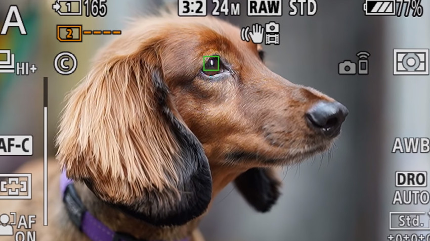 Sony introduceert Pet Eye-AF met nieuwe Firmware