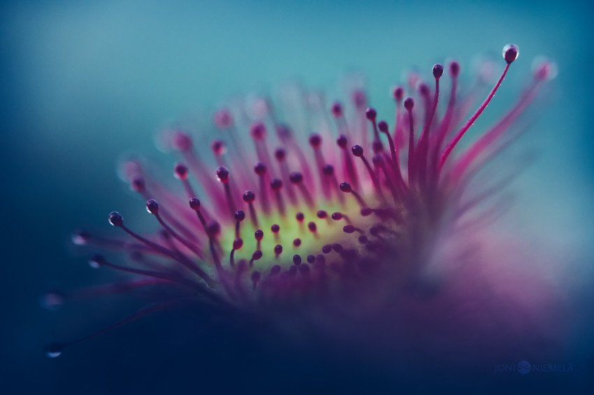 Otherworldly Blues – de vleesetende planten van Joni Niemelä