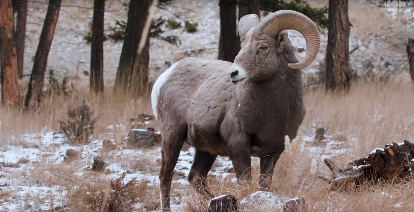 Deze wildlife-fotograaf is nog maar 13 en wint al grote prijzen