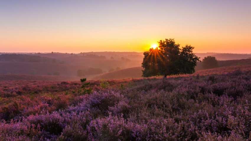 De Veluwe in vier seizoenen – Rick Kloekke