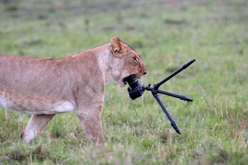 Leeuw vs Canon EOS 40D: wie wint?