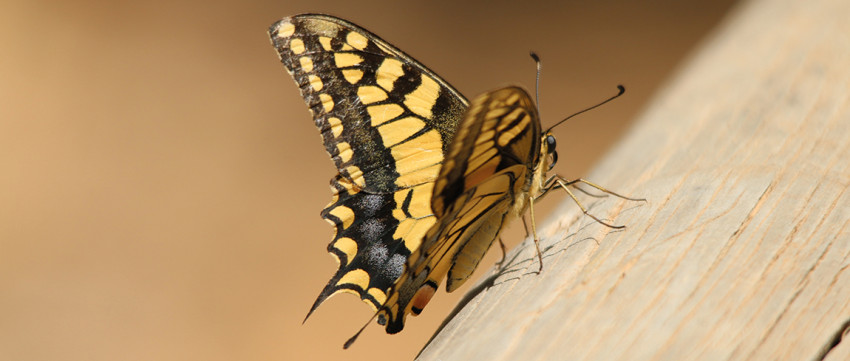 De 5 benodigdheden voor de mooiste macrofoto’s