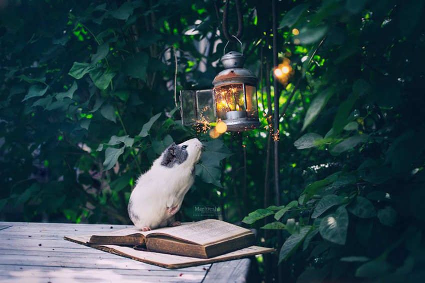 Uitslag Facebook-fotowedstrijd 'Nabewerking'