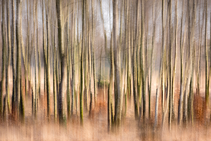 Masterclass Forest Flow tijdens Fotofair