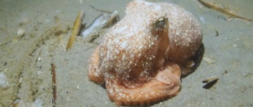 Unieke beelden van octopus in de Noordzee