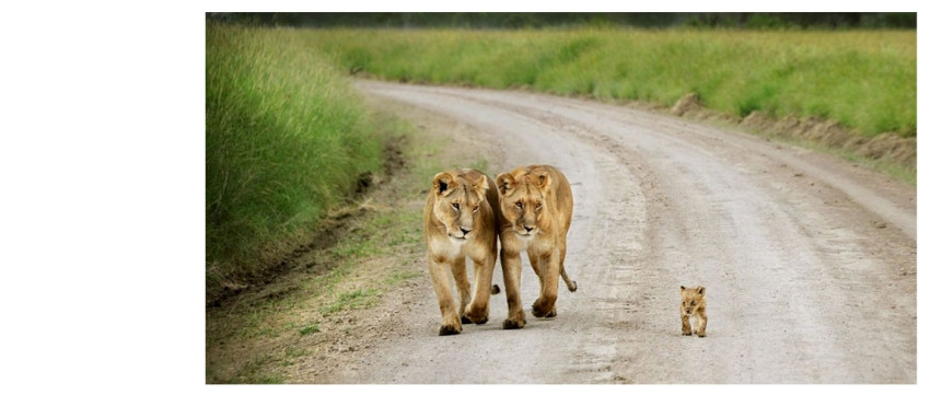 10 indrukwekkende foto's van ouderliefde bij dieren