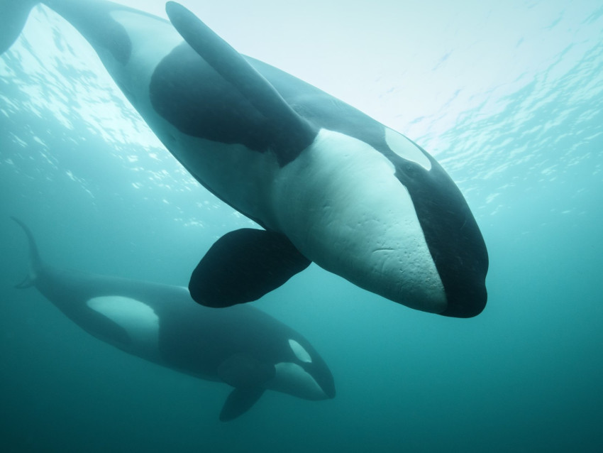 Nederlands succes bij Underwater Photographer of the Year
