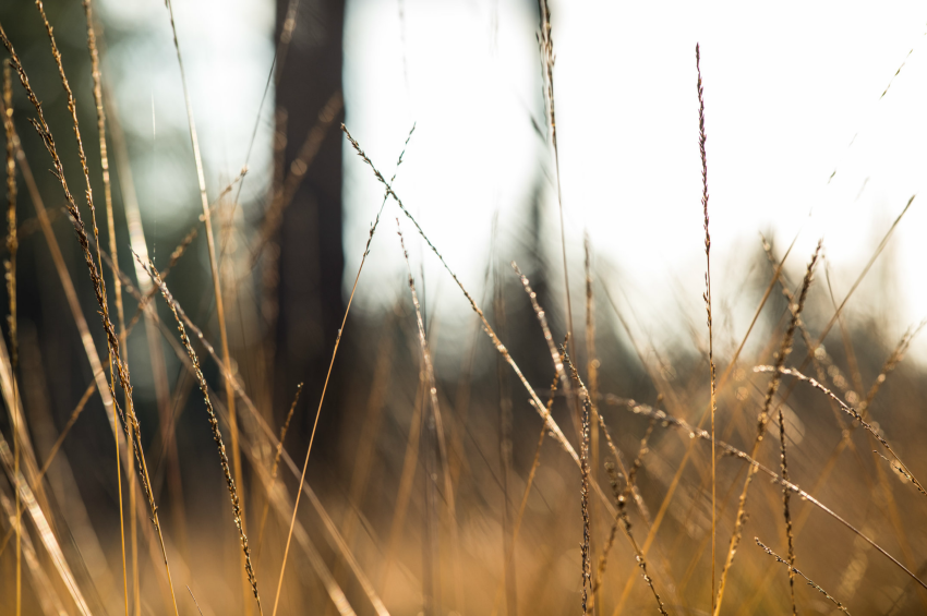 Eerste testfoto's Nikon AF-S NIKKOR 105mm f/1.4E ED