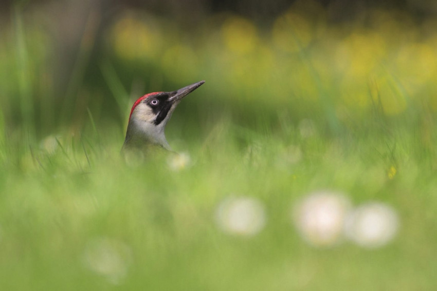 Winnaar fotowedstrijd Voorjaar over de winnende foto