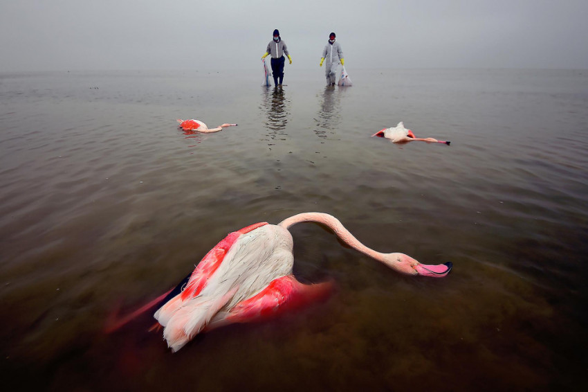 Winnaars van de Environmental Photographer of the Year 2022