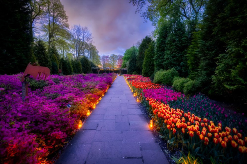 Keukenhof en Samsung slaan handen ineen voor magische ‘Night at Keukenhof’