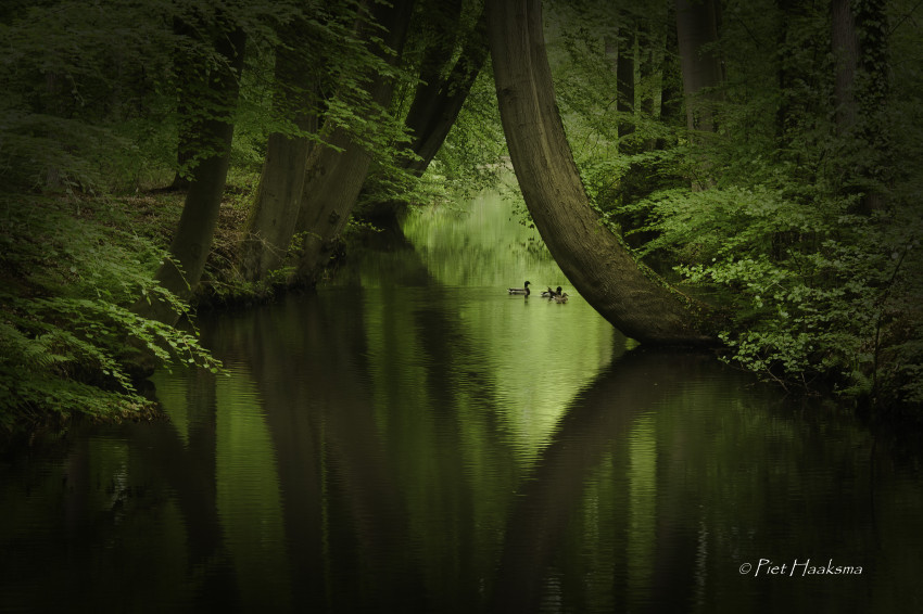 In de spotlight: ‘Voorjaarsgroen’ van Piet Haaksma