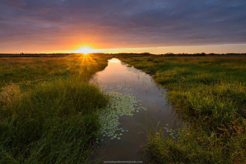 In de spotlight: ‘Sunny Morning’ van Arnoud van de Weerd