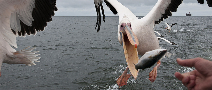 Uitslag fotowedstrijd 'Vogelfotografie'