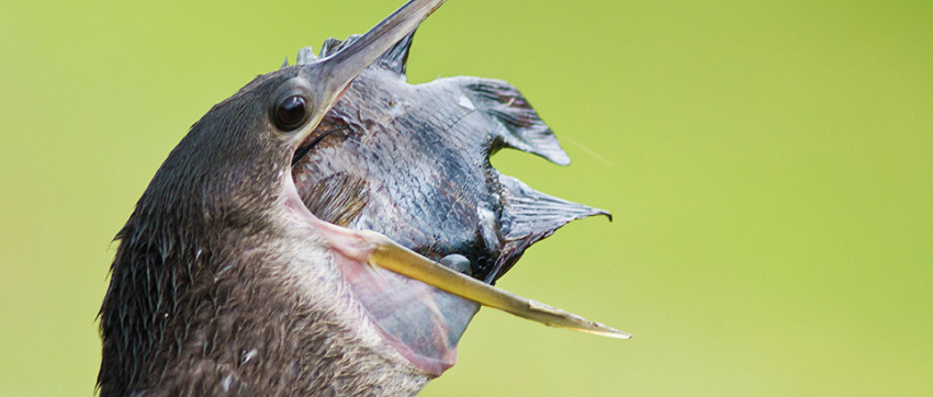 WNF-Photo Award 2014 voor jonge natuurfotografen uitgereikt 